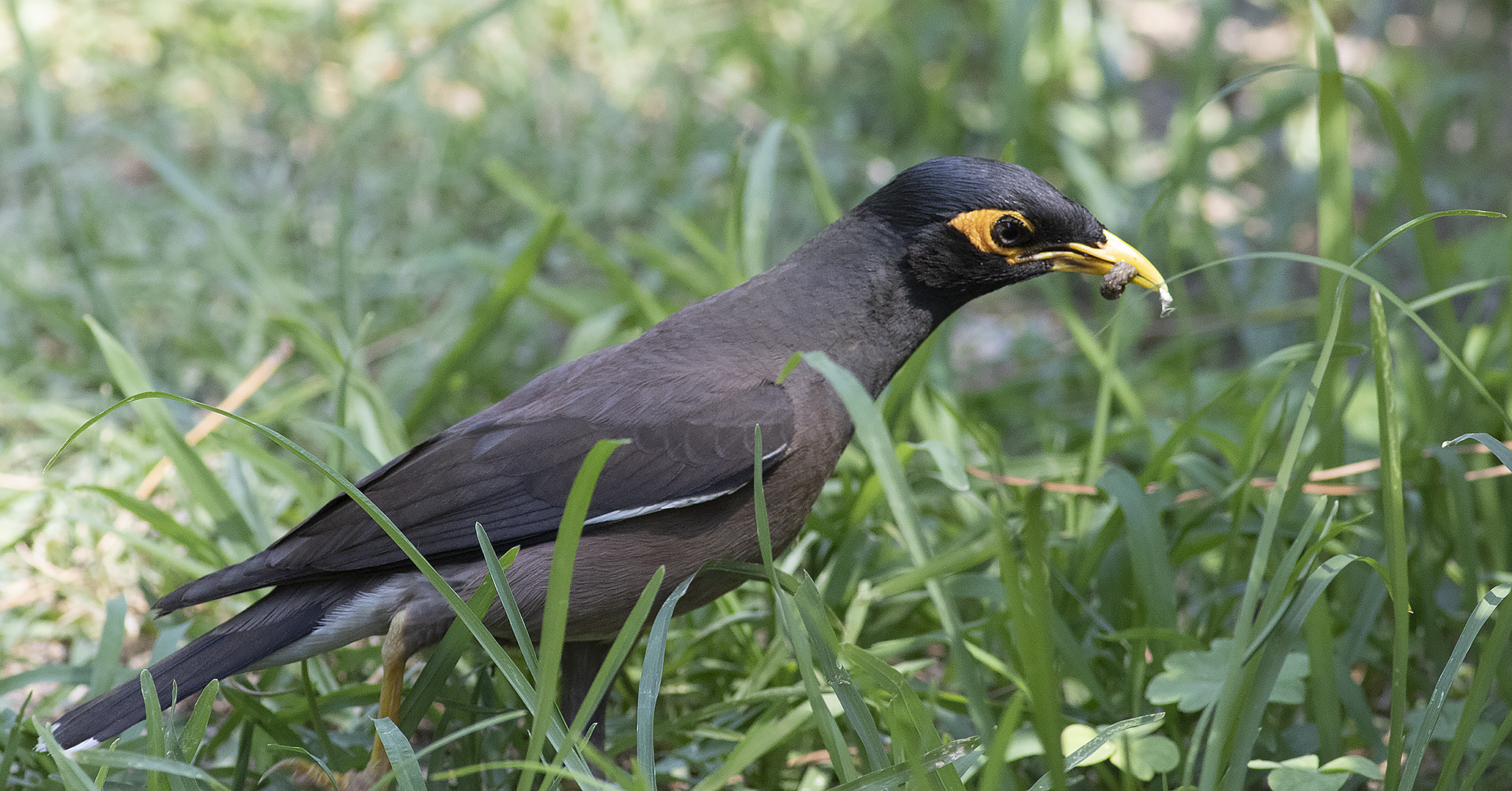 Common Myna